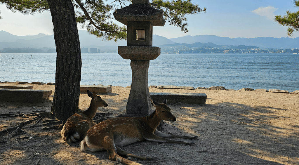 Ciervos en Miyajima