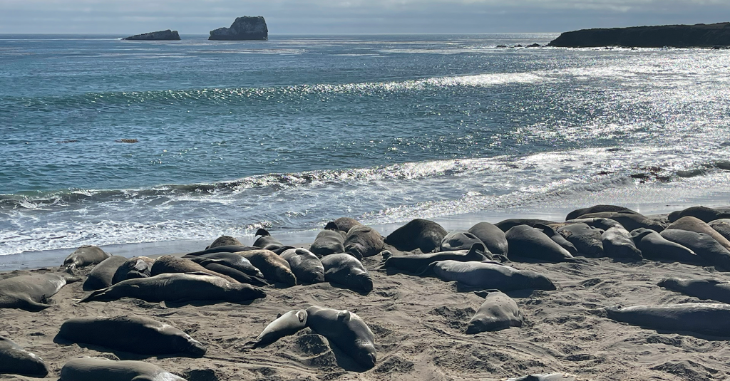 Monterey