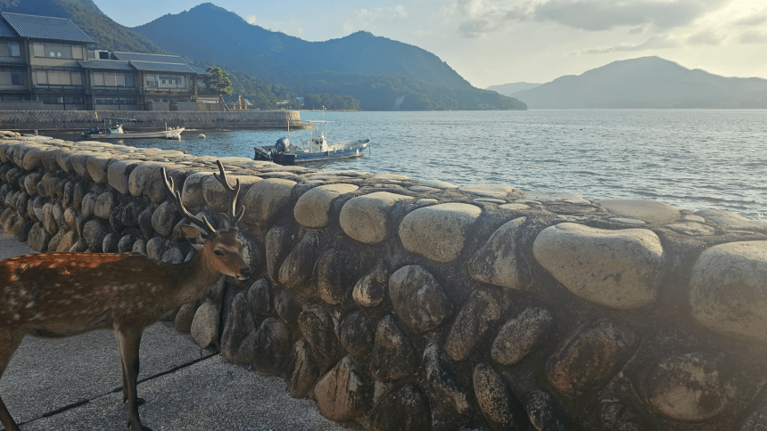¿Cómo ir de Kioto a Miyajima?