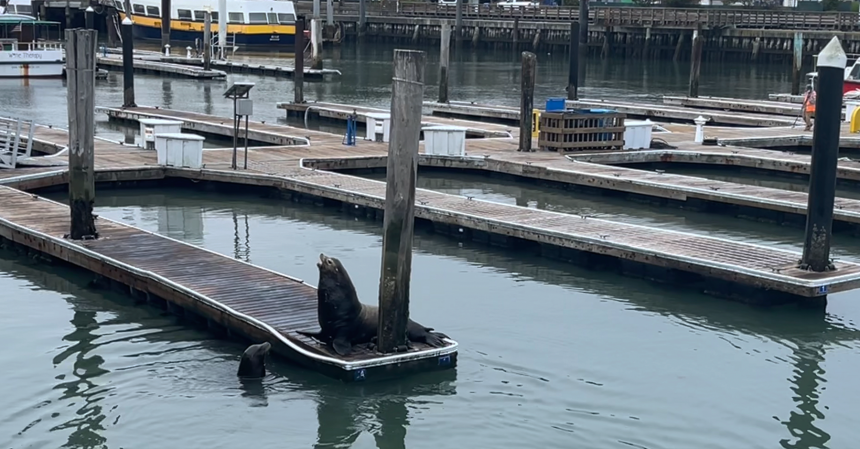 san-francisco-focas ¿Qué ver en San Francisco?