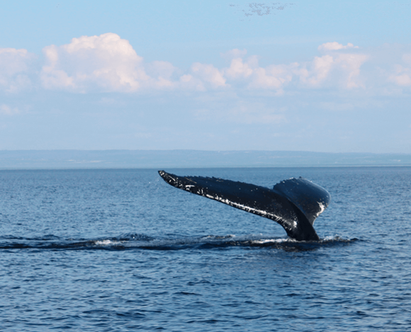 Excursión para avistar ballenas en Tadoussac desde Quebec