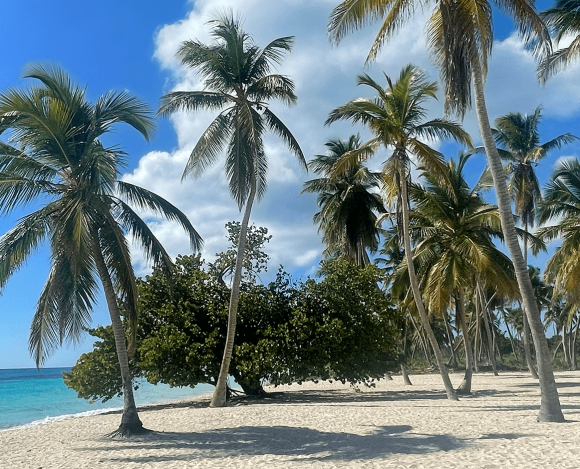 Excursión a la isla Saona desde Punta Cana